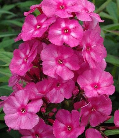 Флокс метельчатый Bubblegum Pink