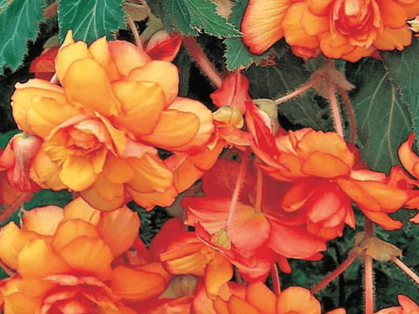 Бегония клубневая Cascade Sunray