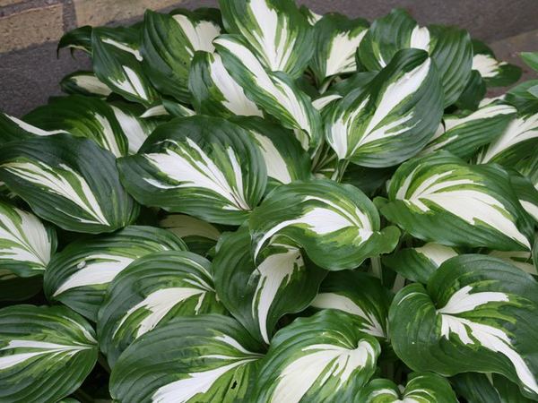 Хоста гибридная Undulata Mediovariegata