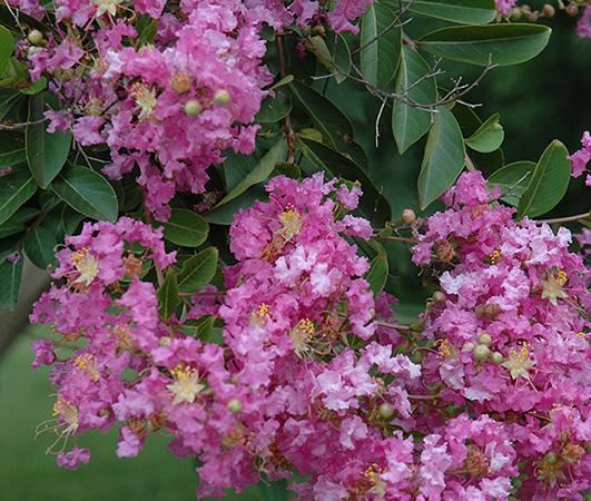 Лагерстрёмия гибридная (indica x fauriei) Lipan