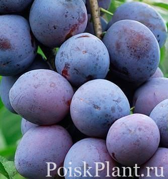 Слива домашняя Еурасиа-21