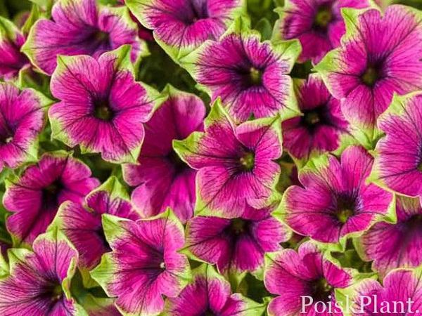 Петуния гибридная Supertunia Picasso in Purple