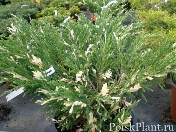 Можжевельник горизонтальный Andorra Variegata