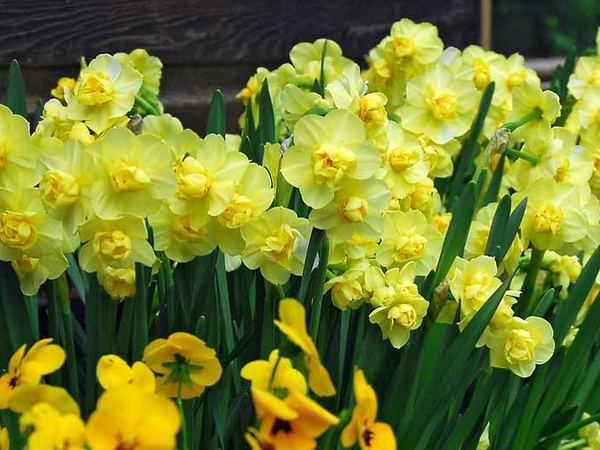 Нарцисс гибридный Yellow Cheerfulness