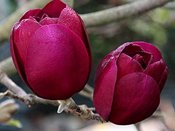 Магнолия гибридная Black Tulip