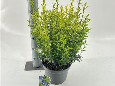 Бересклет японский Микр Ауреовариегатус