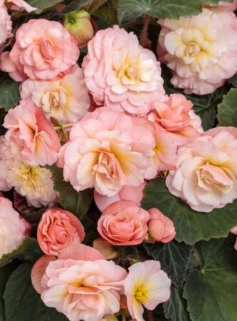 Бегония клубневая Double Delight Blush Rose