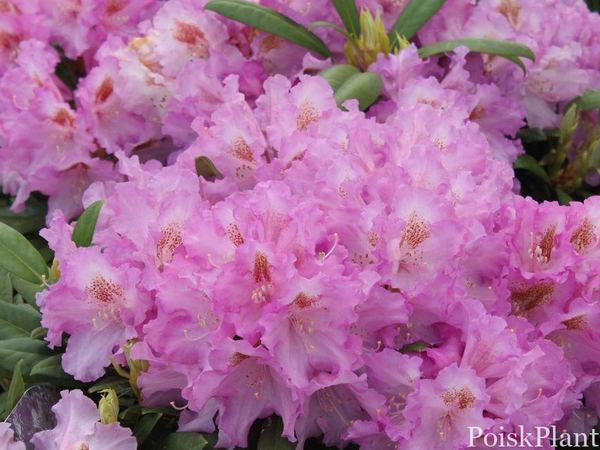 Рододендрон якушиманский Ернест Инман