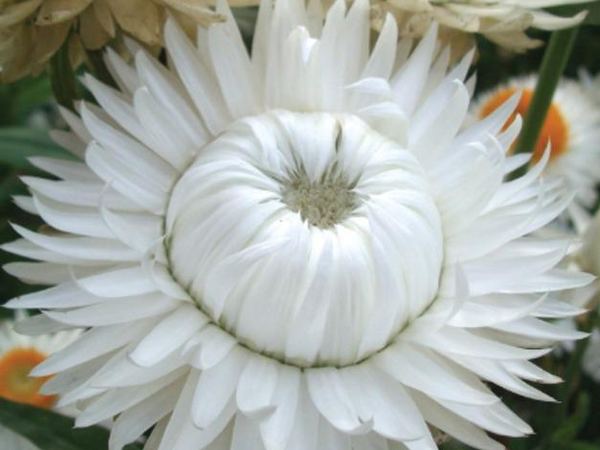 Бессмертник прицветниковый White sun