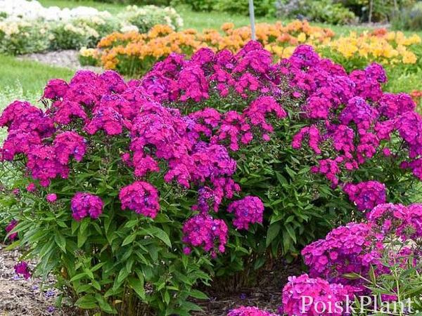 Флокс метельчатый Ultraviolet