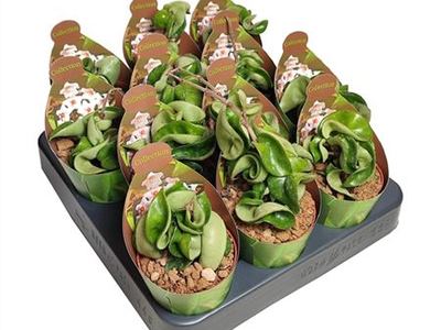 Хойя мясистая Компакта
