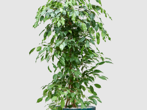 Фикус бенджамина Exotica
