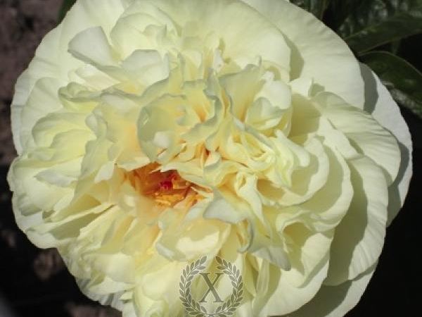 Пион травянистый Heavenly Ivory