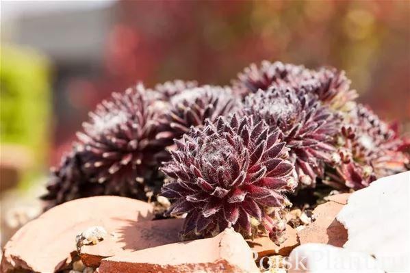 Молодило паутинистое Rubrum