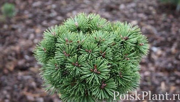 Сосна горная Kokos