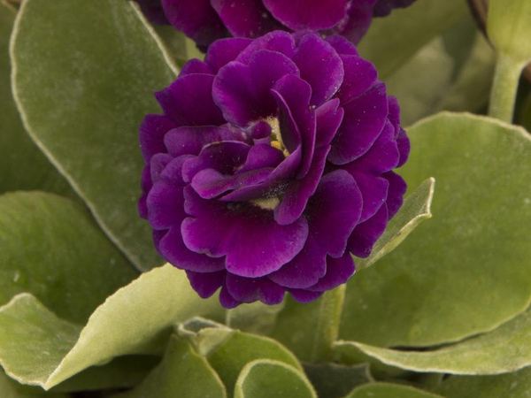 Примула ушковая Purple Pip