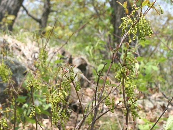 Дуб карликовый var. Rufescens