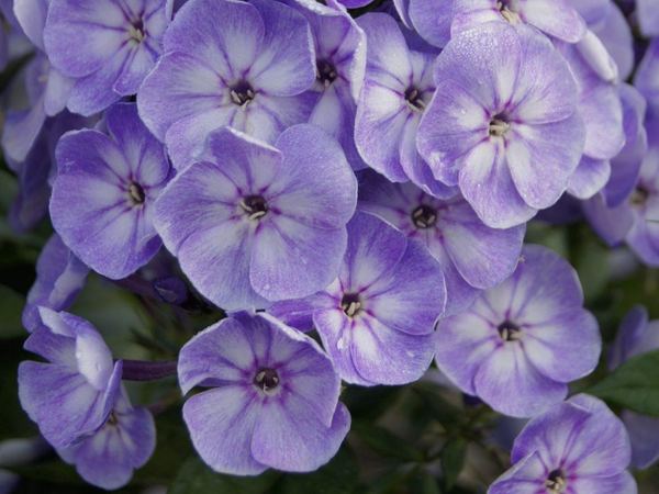 Флокс метельчатый Unique old blue