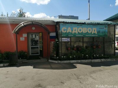 Новый сад