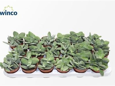 Крассула семядольная Котиледонис