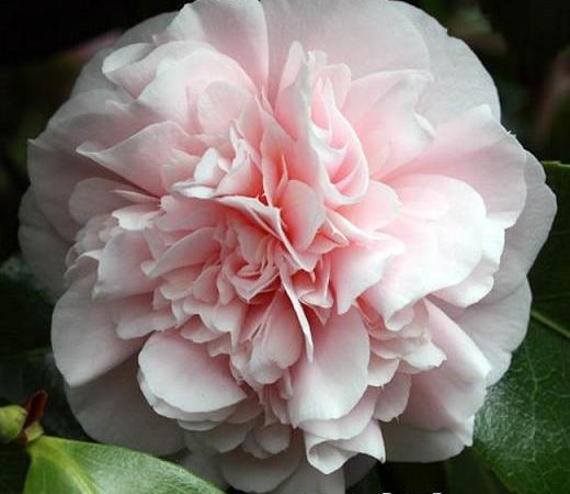 Камелия японская Debutante