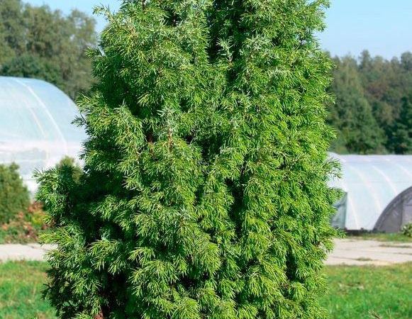 Можжевельник обыкновенный Bruns