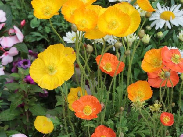 Мак обнаженный Gartenzwerg