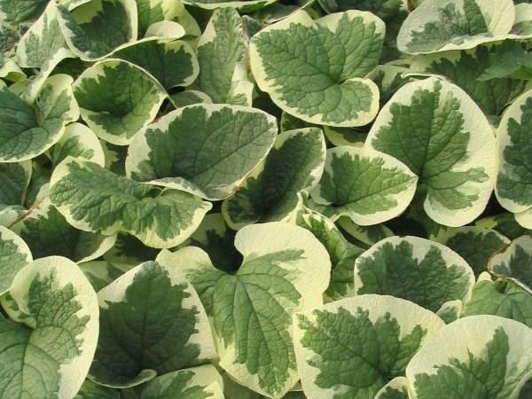 Бруннера крупнолистная Variegata