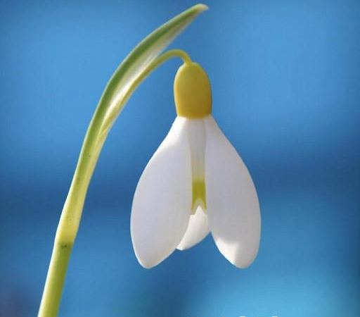 Подснежник белоснежный Primrose Warburg