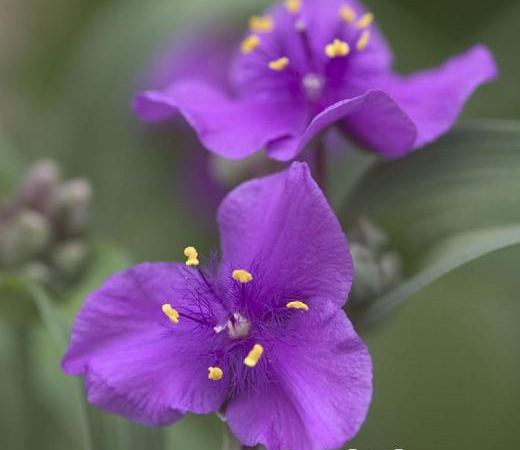 Традесканция Андерсона Concord Grape