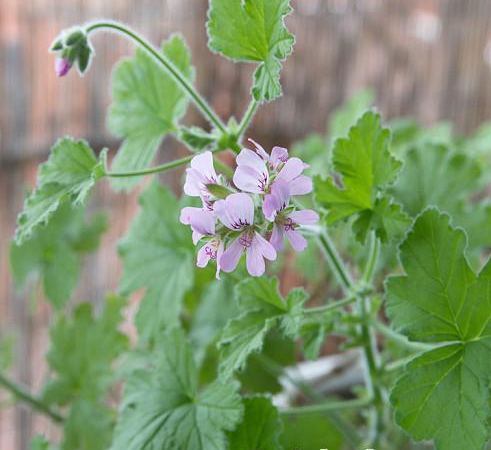 Пеларгония душистая Attar of Roses