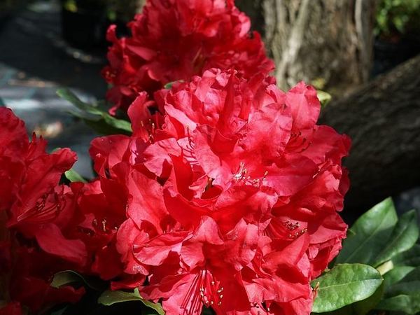 Рододендрон гибридный Red Impulse