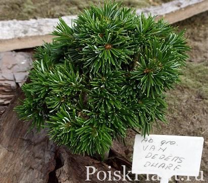 Пихта великая Van Dedem's Dwarf