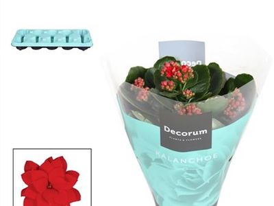 Каланхое Блоссфельда Серенити Ред