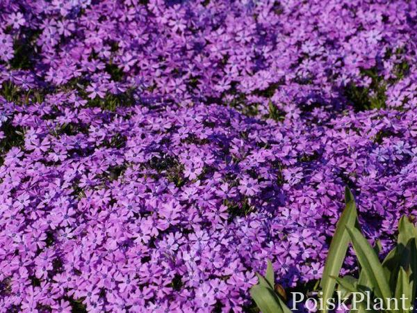 Флокс шиловидный Purple Beauty