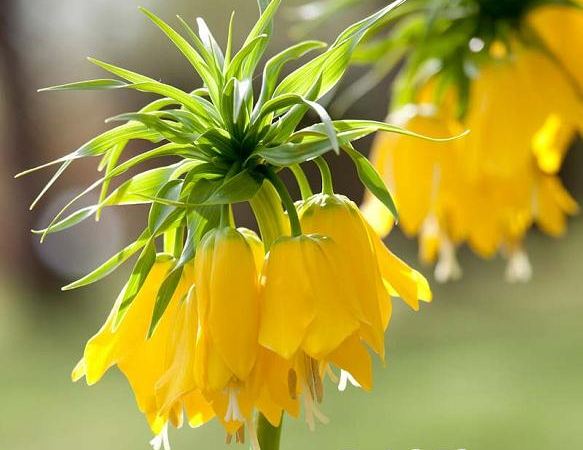 Рябчик императорский Lutea