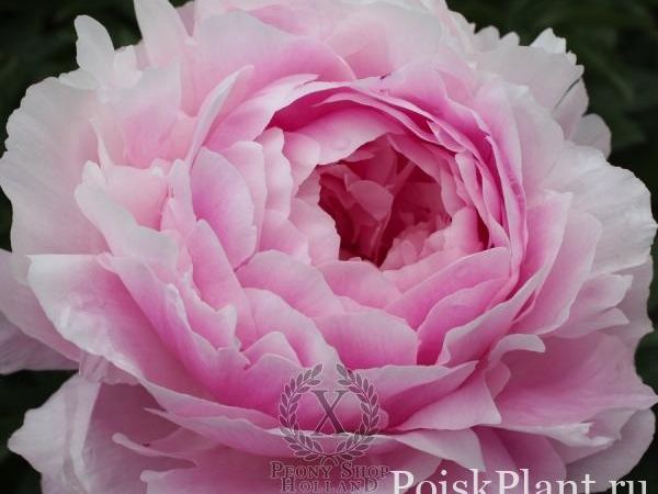 Пион травянистый Pink Diamond