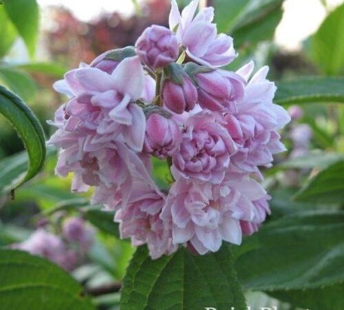 Дейция гибридная Pink Pom Pom