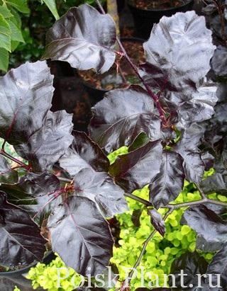 Бук европейский Purpurea Nana