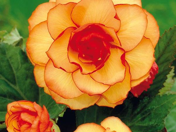 Бегония клубневая Picotee Yellow Red