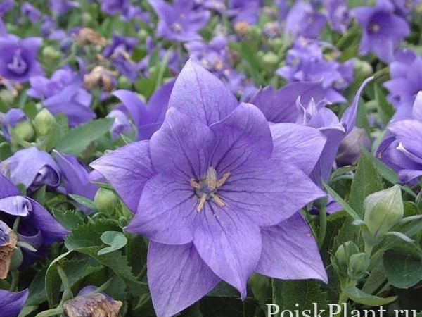Ширококолокольчик крупноцветковый Astra Double Blue