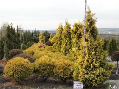 Крупномеры Кавказа
