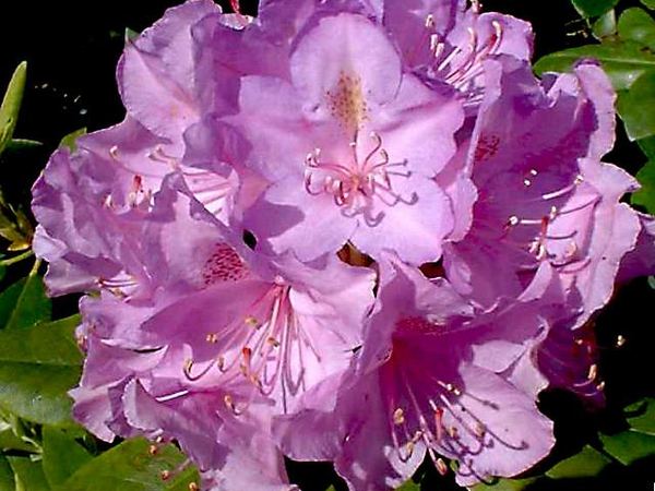 Рододендрон катевбинский Catawbiense Boursault