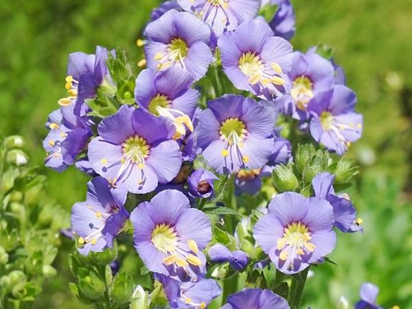 Синюха голубая Bambino Blue