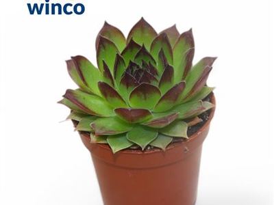 Молодило кровельное
