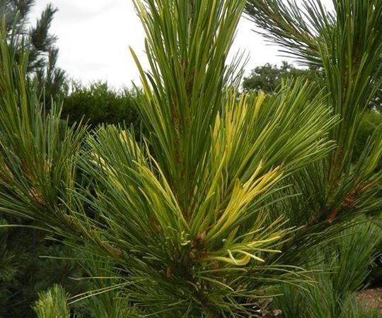 Сосна румелийская Aureovariegata