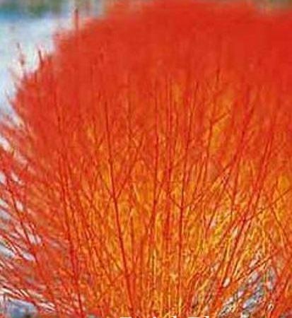 Дерен отпрысковый Anny's Winter Orange