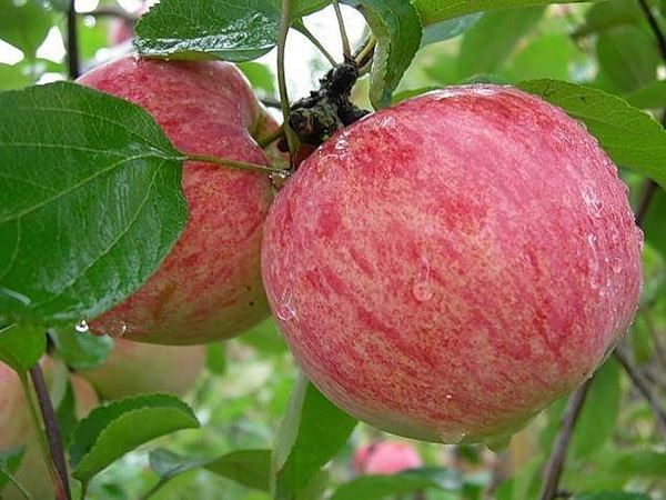 Яблоня домашняя Коричное полосатое