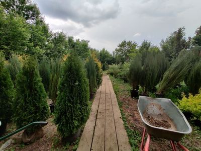 Зелёный двор