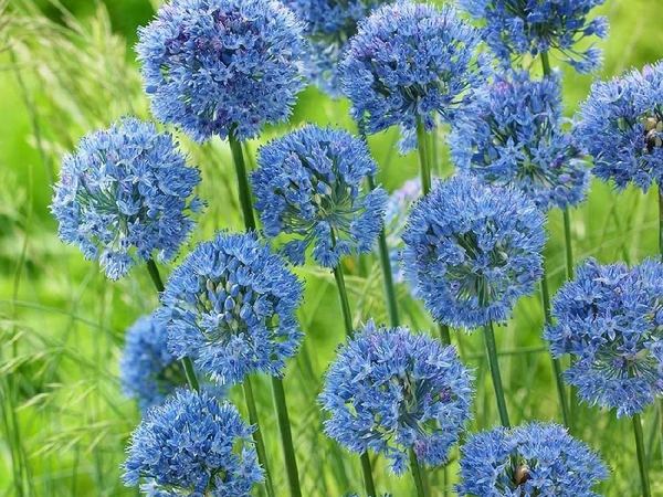 Лук декоративный Azureum